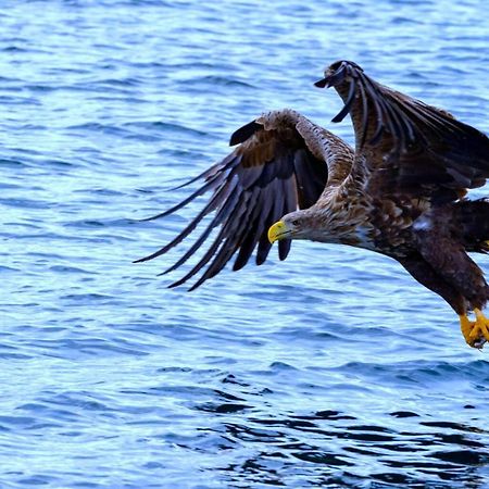 Eagle View Lofoten Bostad المظهر الخارجي الصورة
